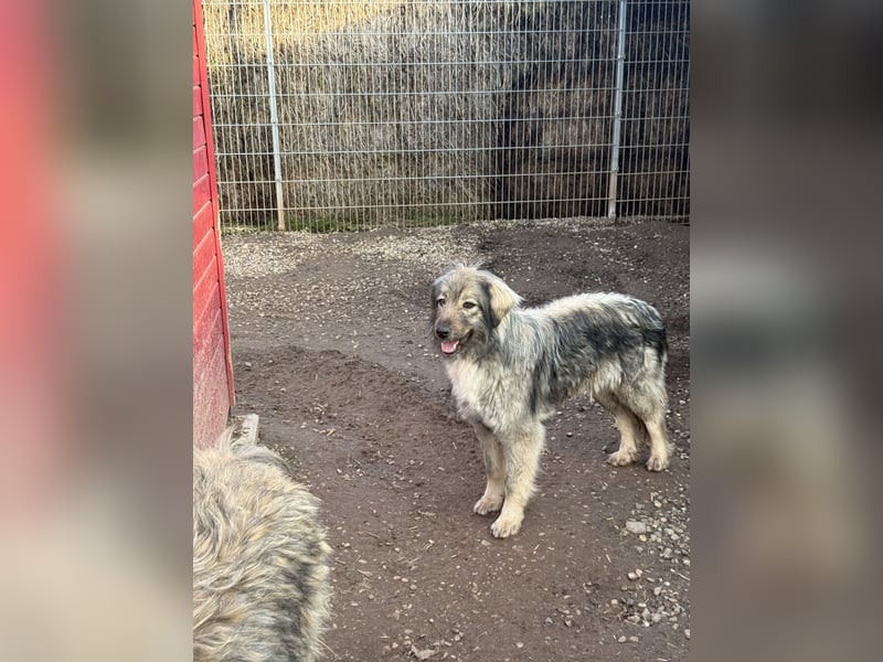 Nike – die introvertierte Herzenskandidatin sucht geduldiges Zuhause