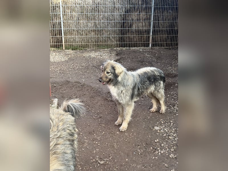 Nike – die introvertierte Herzenskandidatin sucht geduldiges Zuhause