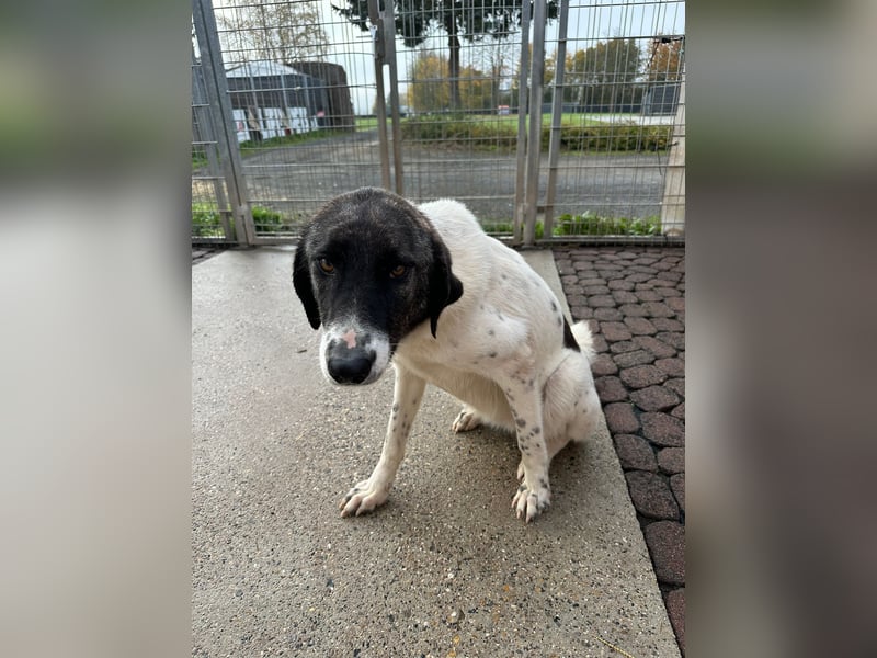 Die hübsche MAURA sucht ein liebevolles Zuhause