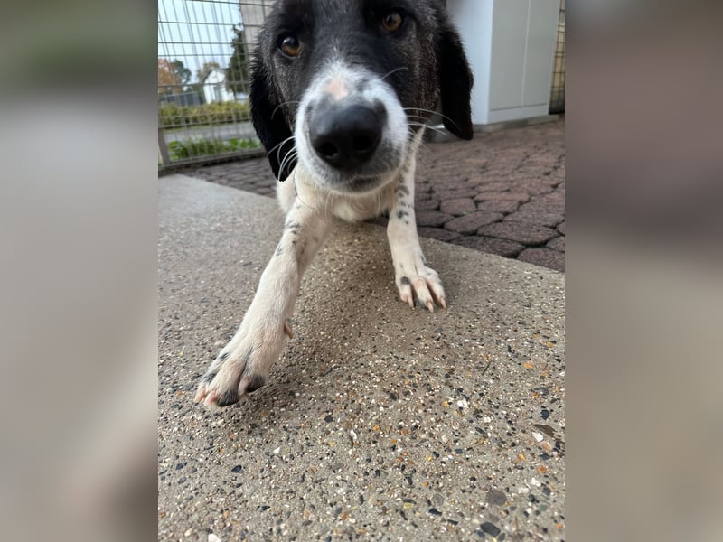 Die hübsche MAURA sucht ein liebevolles Zuhause