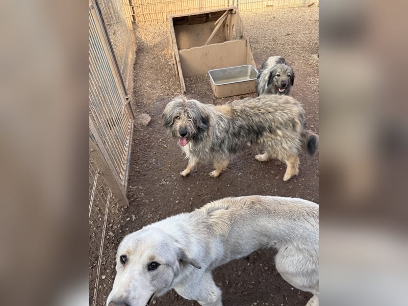 Nika braucht Liebe, ein Zuhause - und genau DICH!