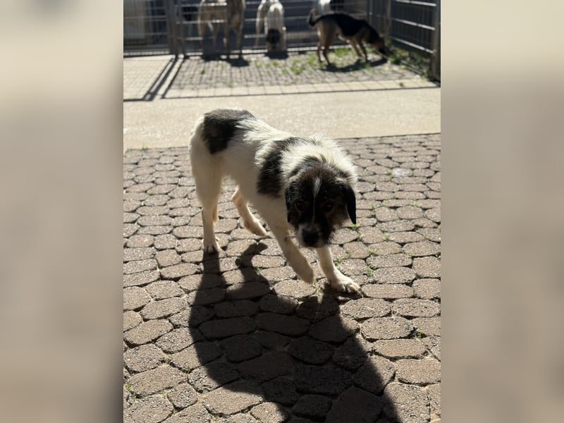 Allegra – stille Schönheit sucht Menschen mit Ruhe, Geduld und Herz