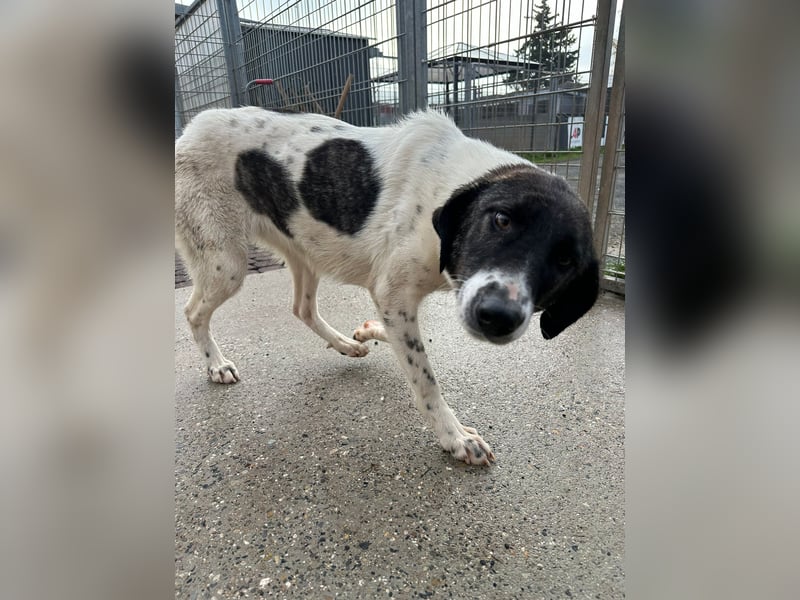 Die hübsche MAURA sucht ein liebevolles Zuhause