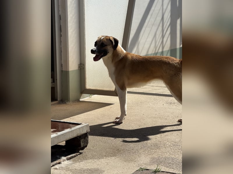 Bounty – ein Herz auf vier Pfoten sucht ihr Zuhause