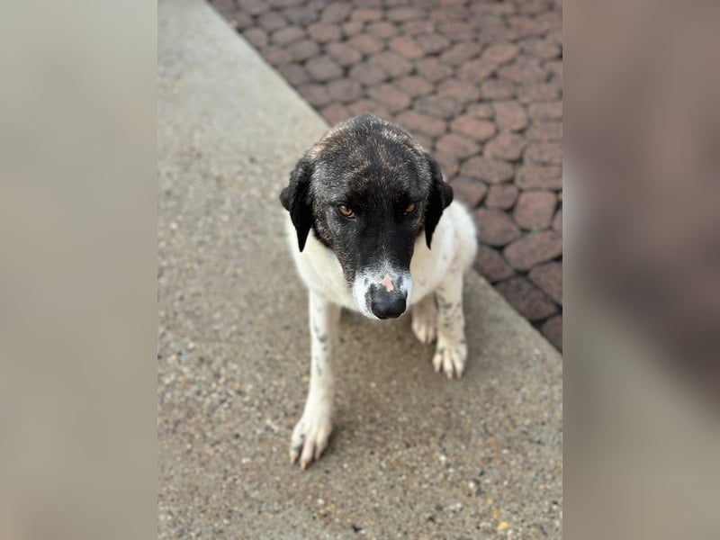 Die hübsche MAURA sucht ein liebevolles Zuhause