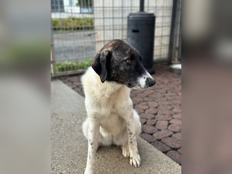 Die hübsche MAURA sucht ein liebevolles Zuhause