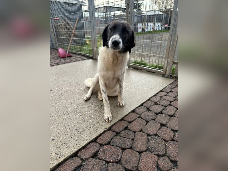 Die hübsche MAURA sucht ein liebevolles Zuhause