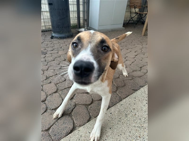 Bounty – ein Herz auf vier Pfoten sucht ihr Zuhause