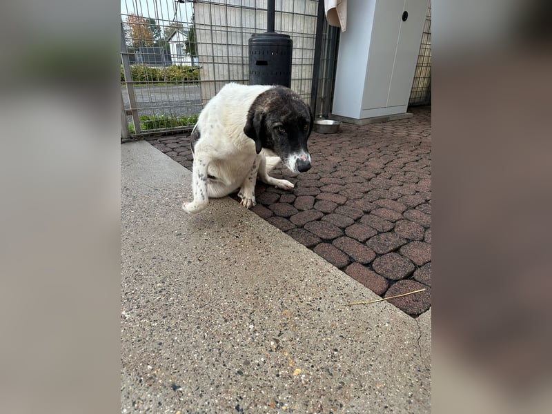 Die hübsche MAURA sucht ein liebevolles Zuhause