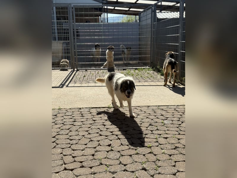 Allegra – stille Schönheit sucht Menschen mit Ruhe, Geduld und Herz