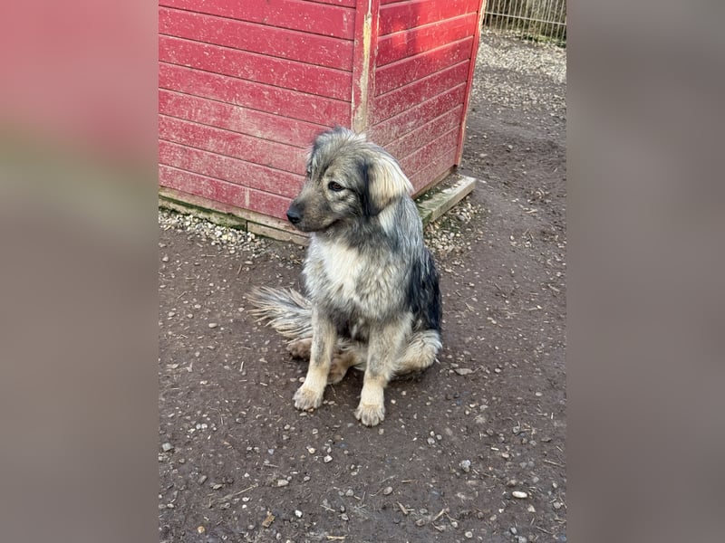 Nike – die introvertierte Herzenskandidatin sucht geduldiges Zuhause