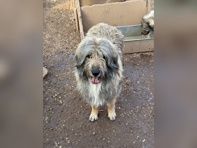 Nika braucht Liebe, ein Zuhause - und genau DICH!