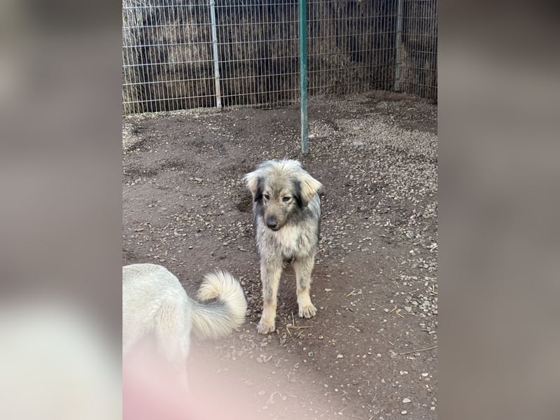 Nike – die introvertierte Herzenskandidatin sucht geduldiges Zuhause