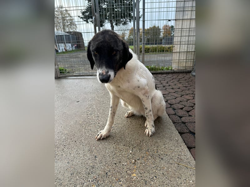 Die hübsche MAURA sucht ein liebevolles Zuhause