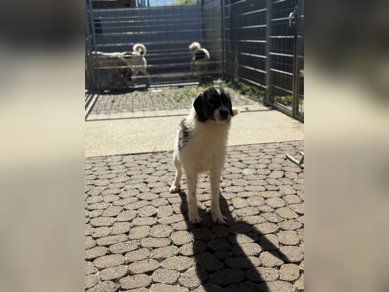 Allegra – stille Schönheit sucht Menschen mit Ruhe, Geduld und Herz