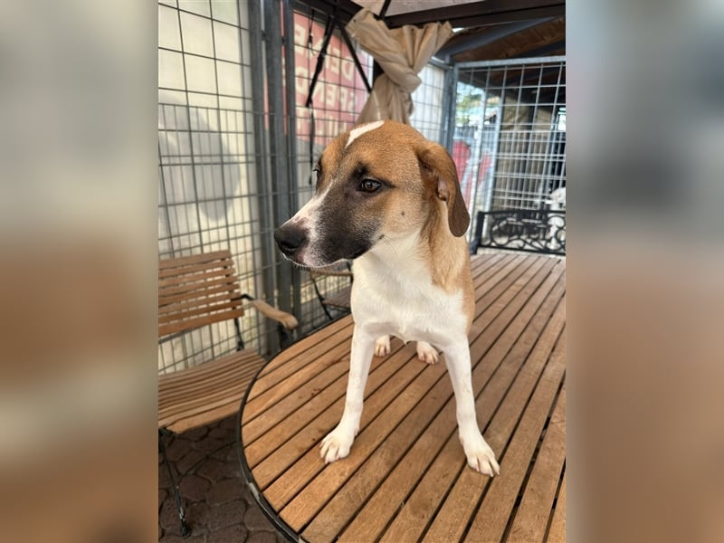 Bounty – ein Herz auf vier Pfoten sucht ihr Zuhause