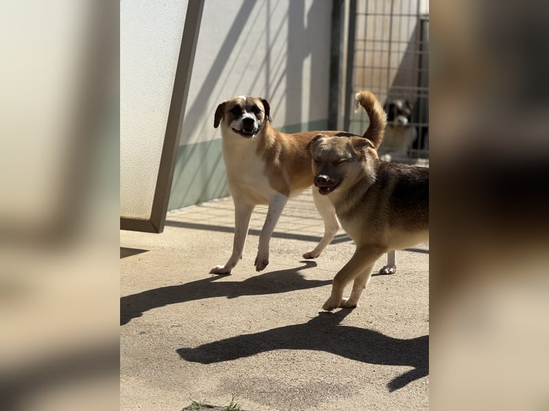 Bounty – ein Herz auf vier Pfoten sucht ihr Zuhause