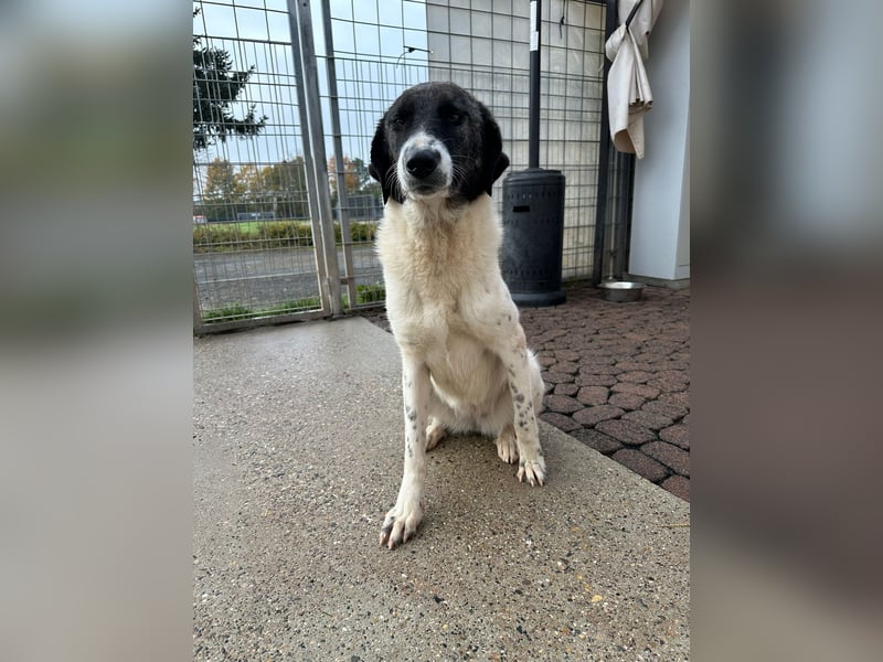 Die hübsche MAURA sucht ein liebevolles Zuhause