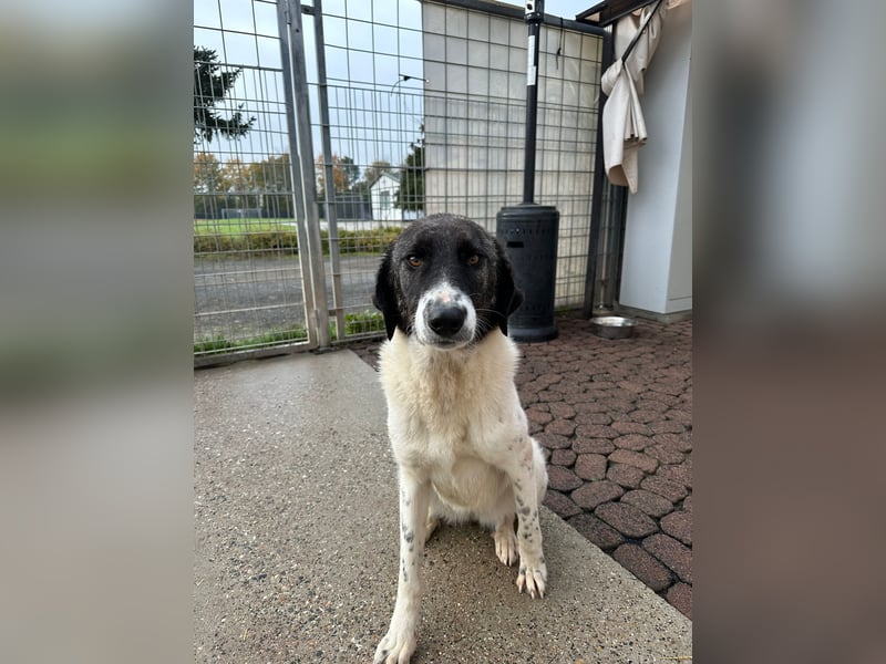 Die hübsche MAURA sucht ein liebevolles Zuhause