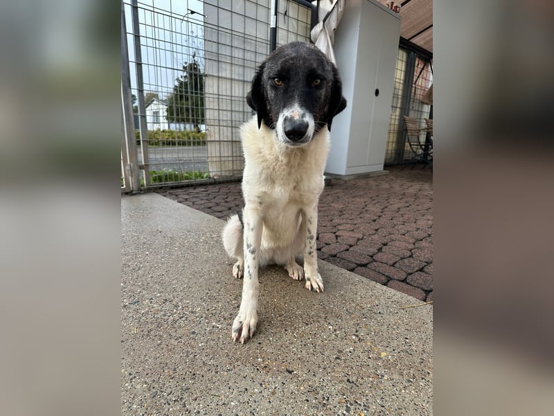 Die hübsche MAURA sucht ein liebevolles Zuhause