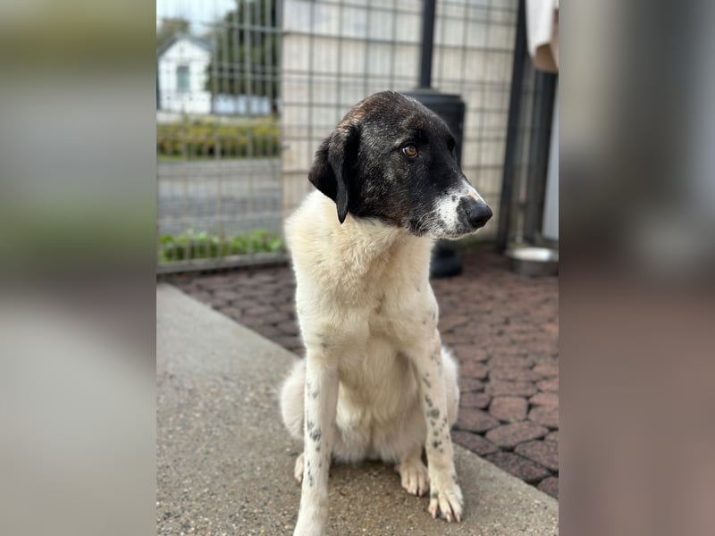 Die hübsche MAURA sucht ein liebevolles Zuhause