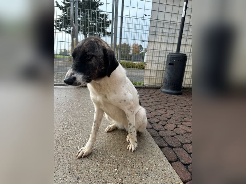 Die hübsche MAURA sucht ein liebevolles Zuhause