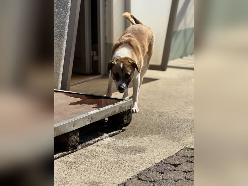 Bounty – ein Herz auf vier Pfoten sucht ihr Zuhause