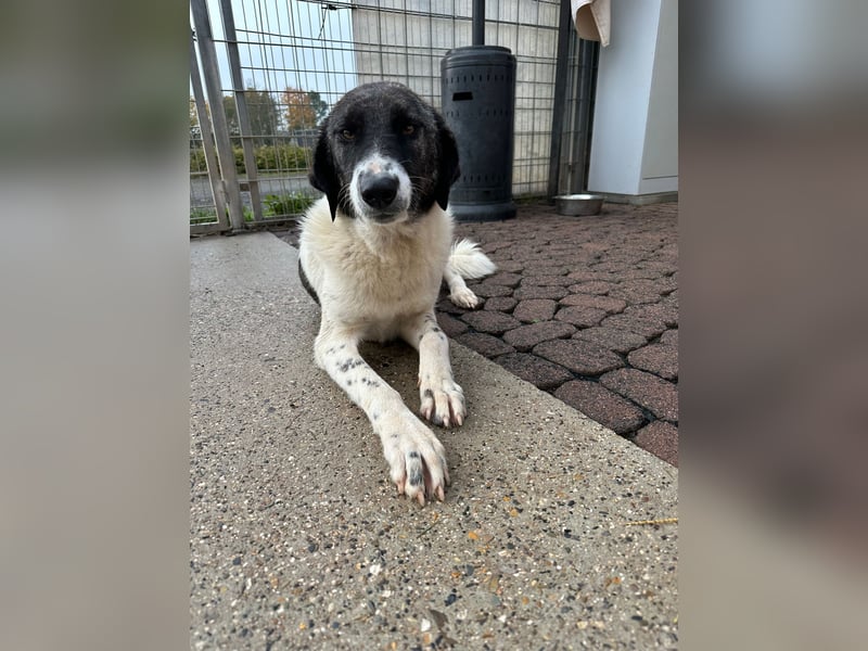 Die hübsche MAURA sucht ein liebevolles Zuhause