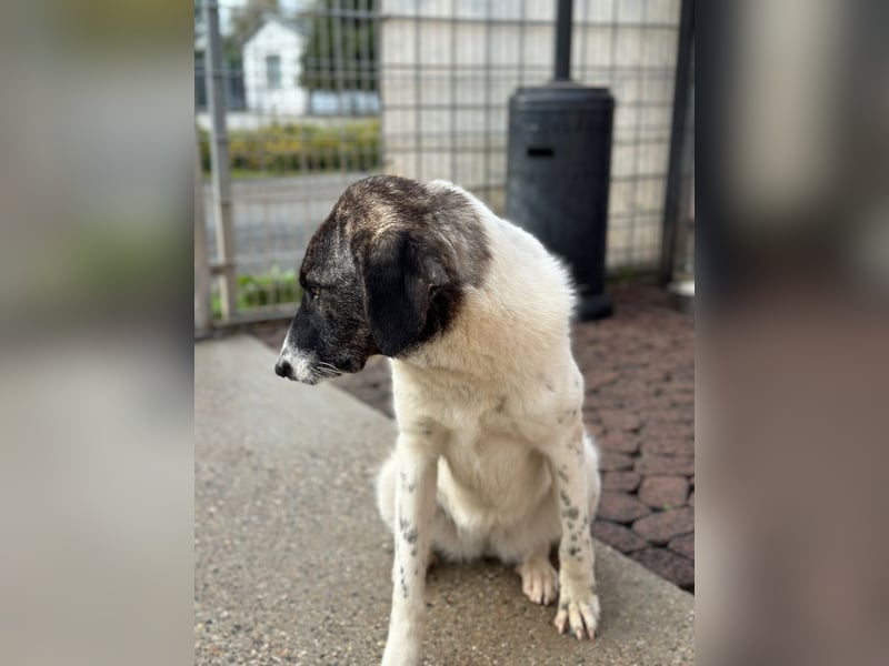 Die hübsche MAURA sucht ein liebevolles Zuhause