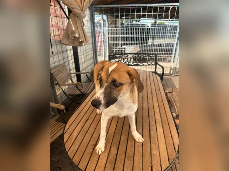 Bounty – ein Herz auf vier Pfoten sucht ihr Zuhause