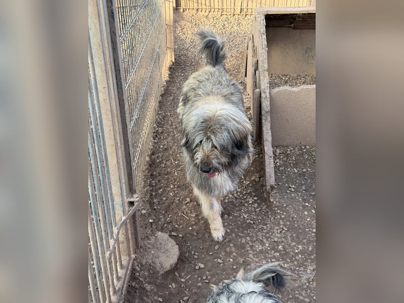 Nika braucht Liebe, ein Zuhause - und genau DICH!