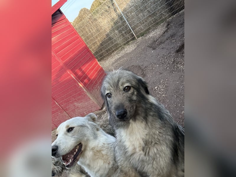 Nike – die introvertierte Herzenskandidatin sucht geduldiges Zuhause