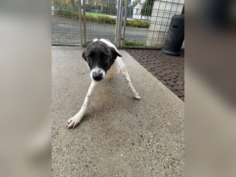 Die hübsche MAURA sucht ein liebevolles Zuhause