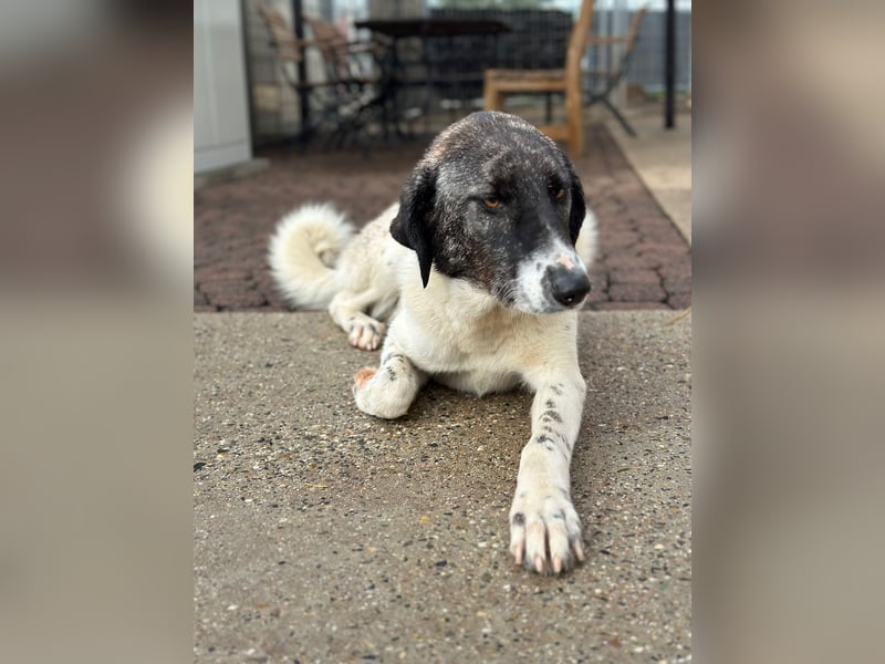 Die hübsche MAURA sucht ein liebevolles Zuhause