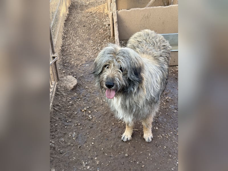 Nika braucht Liebe, ein Zuhause - und genau DICH!