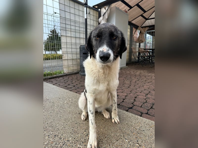 Die hübsche MAURA sucht ein liebevolles Zuhause