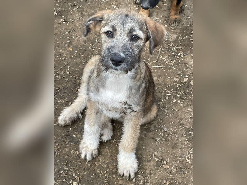 Thea – leise am Anfang, ganz groß im Herzen