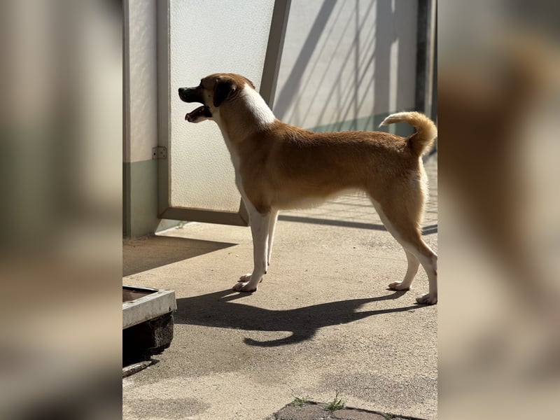 Bounty – ein Herz auf vier Pfoten sucht ihr Zuhause