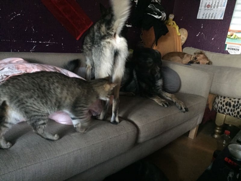 Grobi sucht erfahrene Menschen