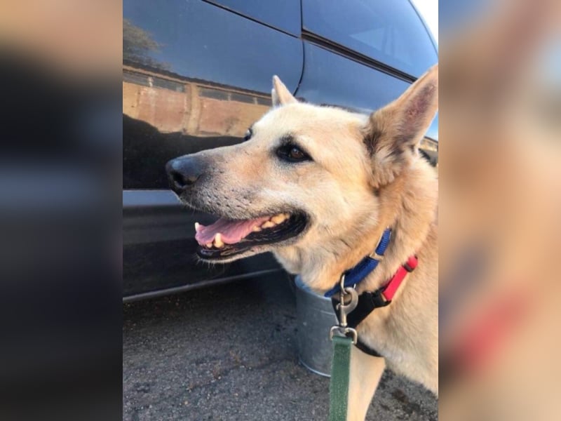 Richard - Kämpfer mit großem Herz