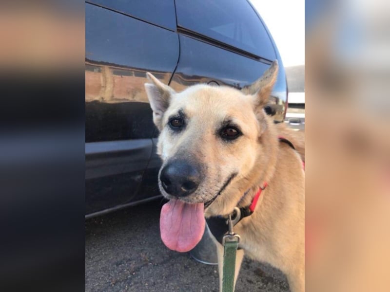 Richard - Kämpfer mit großem Herz