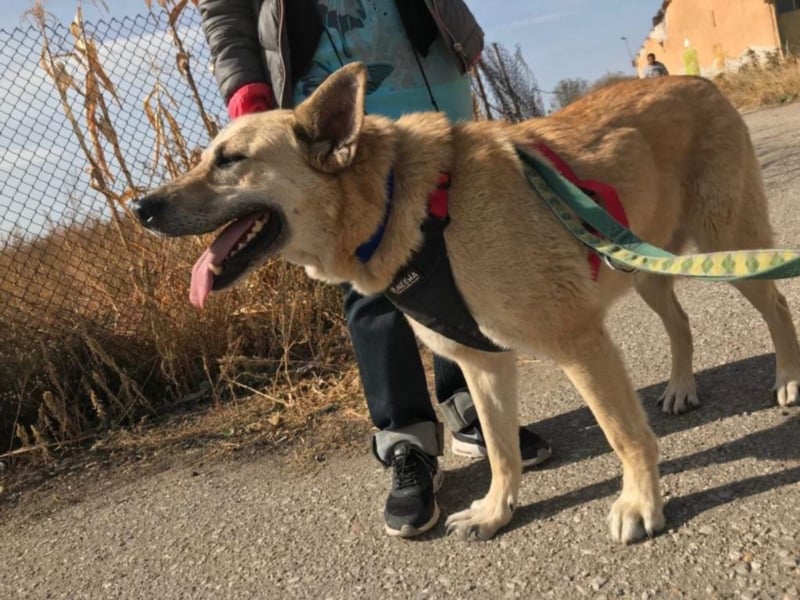 Richard - Kämpfer mit großem Herz