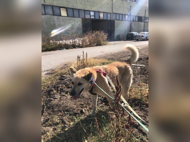 Richard - Kämpfer mit großem Herz