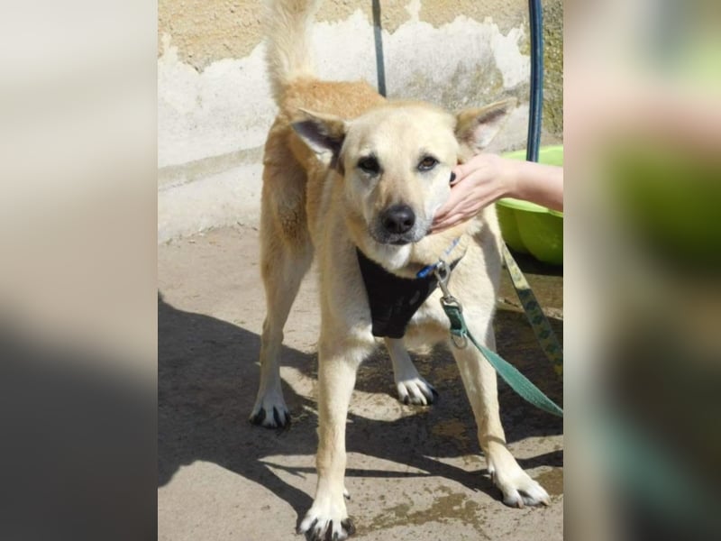 Richard - Kämpfer mit großem Herz