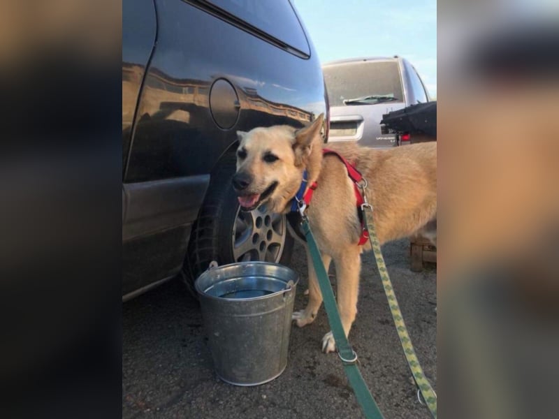 Richard - Kämpfer mit großem Herz