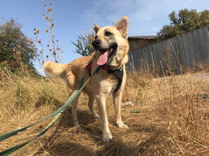 Richard - Kämpfer mit großem Herz