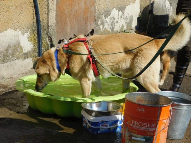 Richard - Kämpfer mit großem Herz