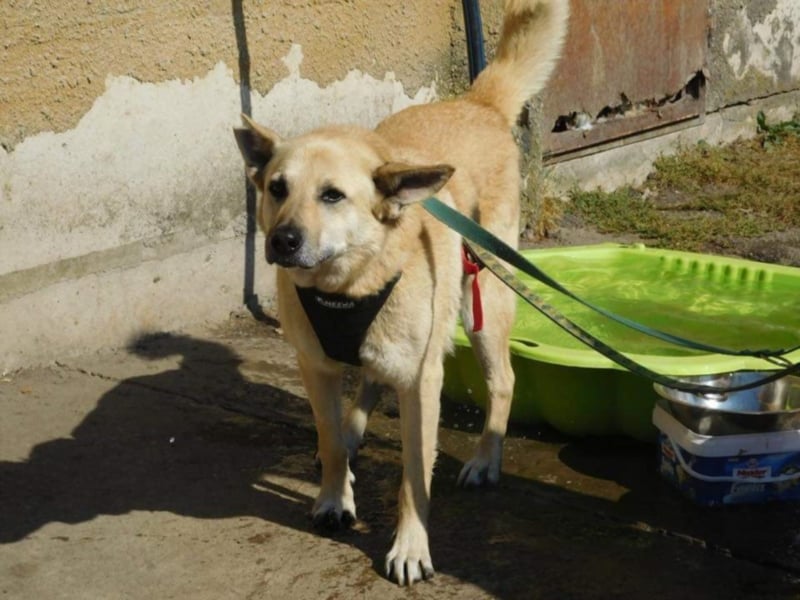 Richard - Kämpfer mit großem Herz