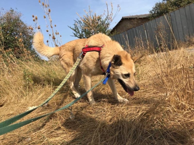 Richard - Kämpfer mit großem Herz