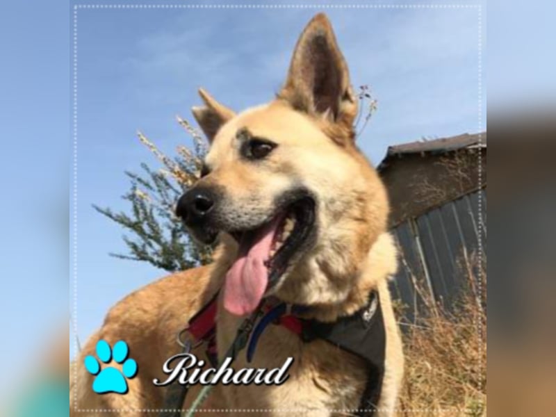Richard - Kämpfer mit großem Herz